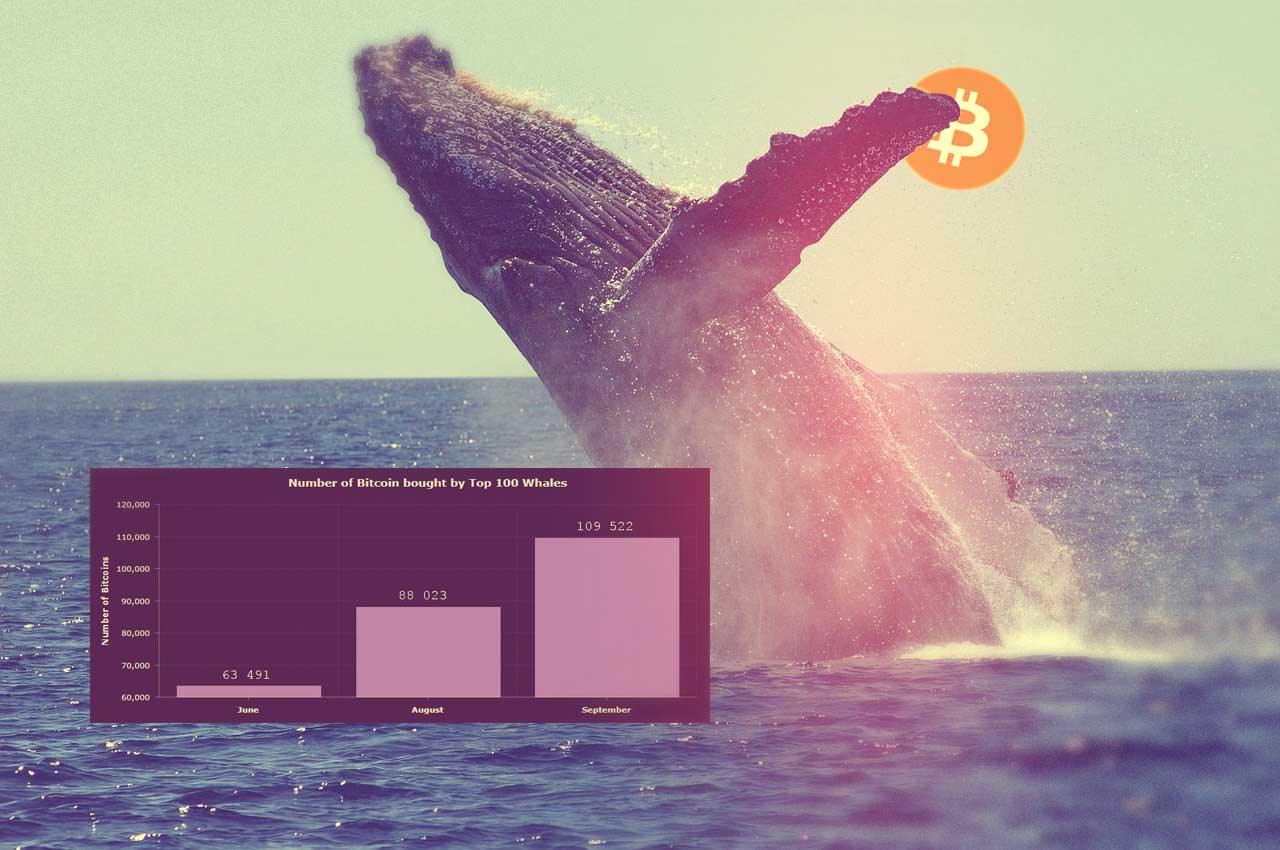 How whales work in cryptocurrency btc 1010 80 msds