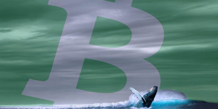 Pixabay.com / Whale