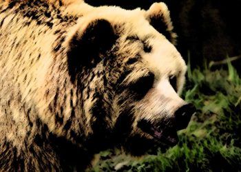 Pixabay.com / Bear
