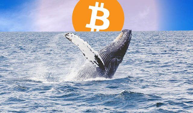 Bitcoin Whales / Pixabay.com / Editing