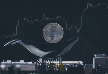 Bitcoin whales are hodling, is a bull run coming up?