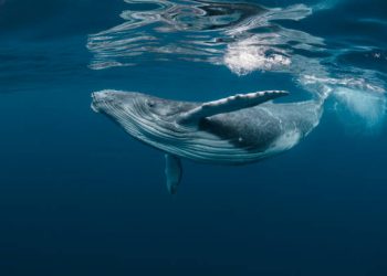 Dormant Bitcoin Whale Moves $250M Abruptly, What Happened?