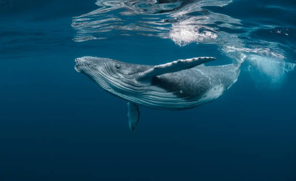 Dormant Bitcoin Whale Moves $250M Abruptly, What Happened?