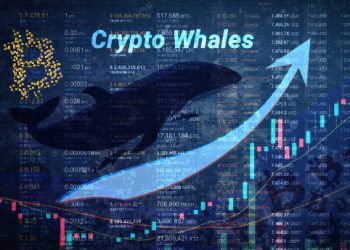 Bitcoin Whales Splash Into The Turbulent Waters Accumulating 122.5K BTC