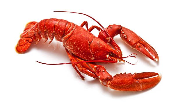 Lobby Lobsters NFT Sale Raises $1M In 1 Hour To Enhance DeFi Lobbying Efforts