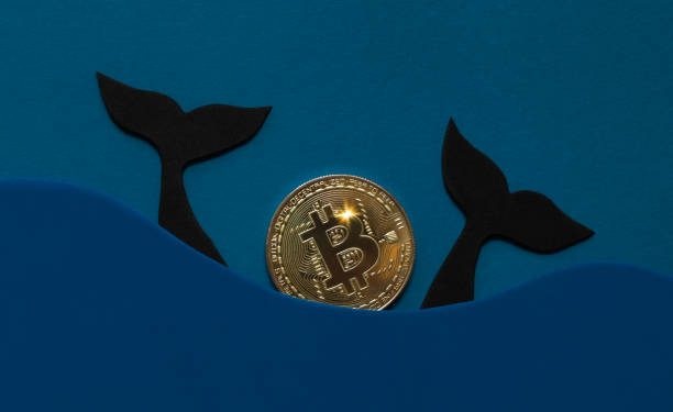 Bitcoin Whales To Buy BTC Higher As New Mt. Gox Payouts Increase Market Fear