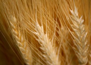 Farming Forum Seeks To Promote Recognition Of Women In Agri-Food Industry
