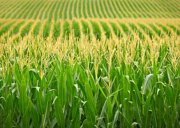 End Of Cheap Cash For U.S. Farmers Spells Doom For Food Production