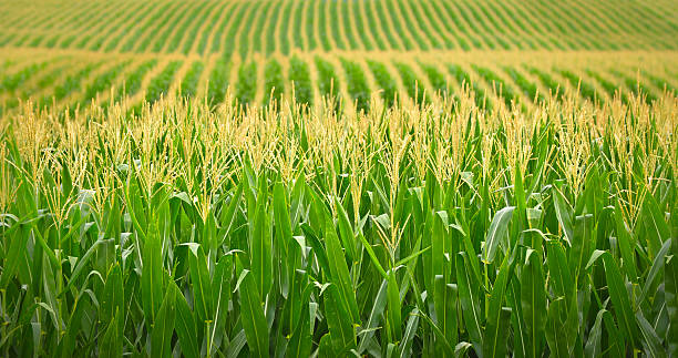 End Of Cheap Cash For U.S. Farmers Spells Doom For Food Production