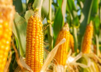 Mexico To Uphold GMO Corn Ban, Turns To International Grain Deals – Official