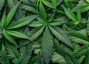 California Cannabis Producer Adopts Blockchain To Track All Its Weed