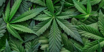 California Cannabis Producer Adopts Blockchain To Track All Its Weed